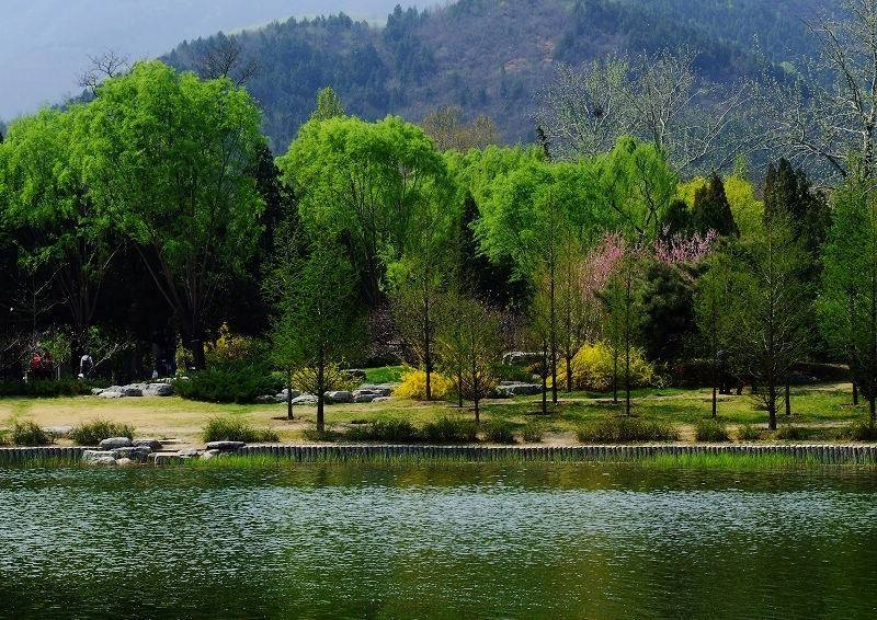 春天的景色作者:彩虹