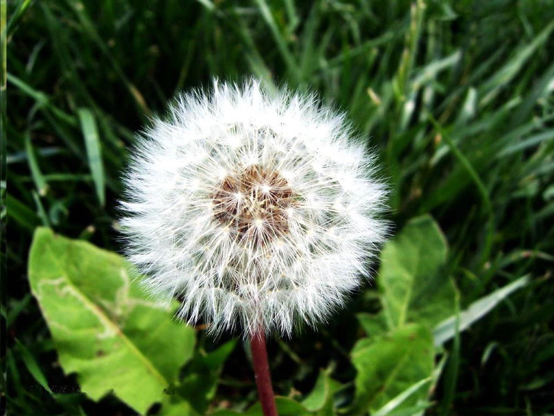 蒲公英 别名黄花地丁,婆婆丁,黄花三七等,为菊科多年生草本植物.