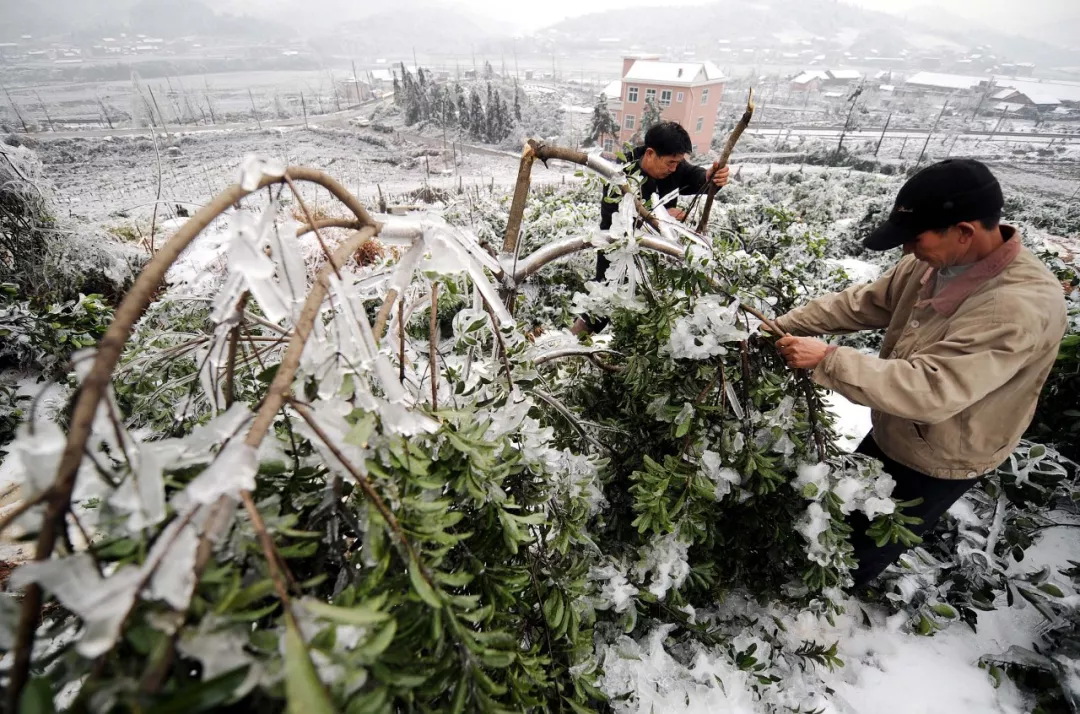 2008年2月4日,湖南郴州苏仙区农民欧阳年林(右)在查看被冰雪压断的