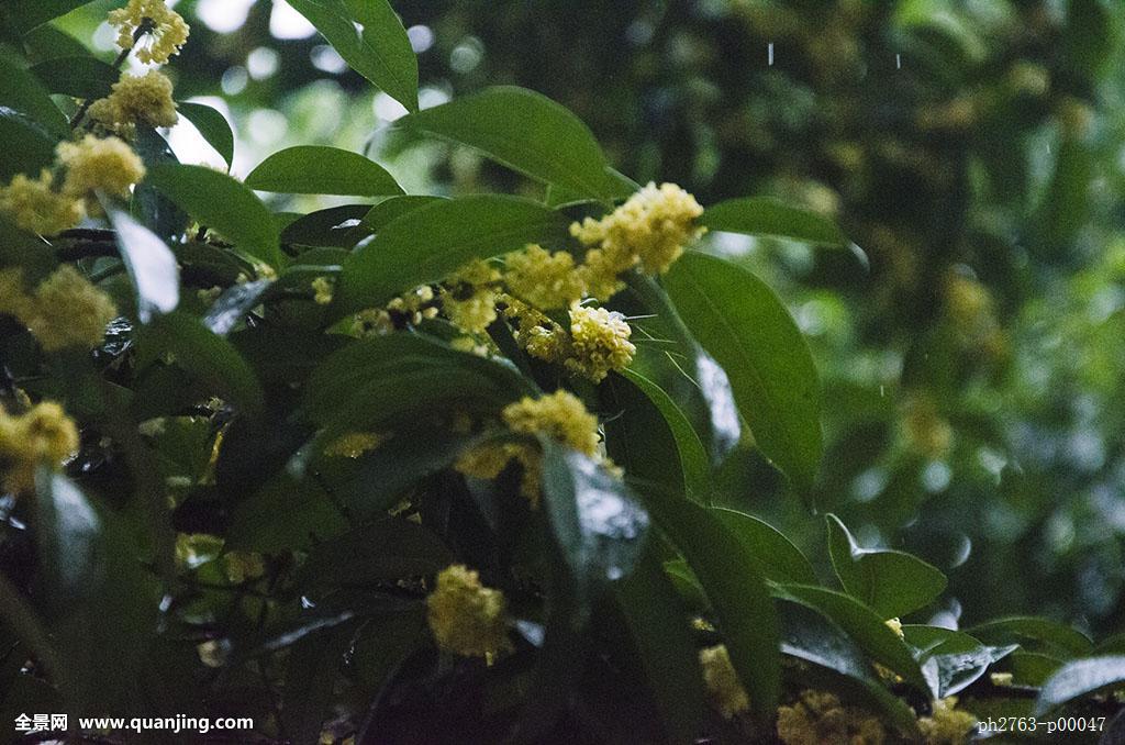 桂花雨合誦:點點,西陽