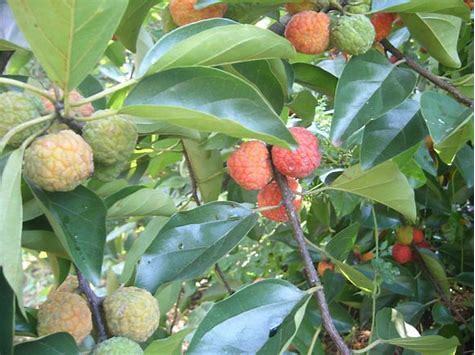 这种柘树的果实大概是在9～10月采摘,据村里的老人讲,柘树的果实清热