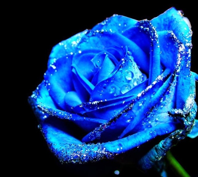 夜空下的蓝玫瑰