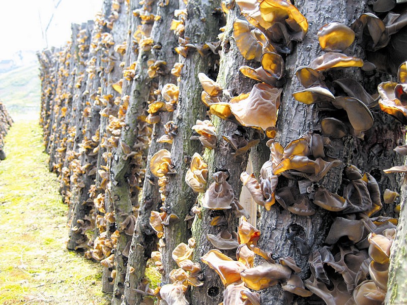 黑木耳具有益气强身