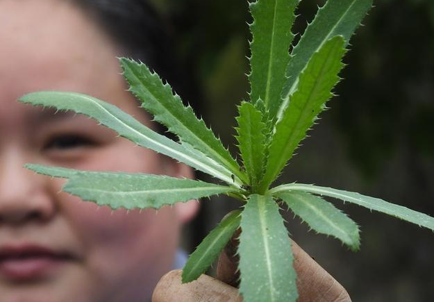 3,清热解毒:刺菜泡水喝的好处也很多,刺菜泡出来的水有清热解毒的效果