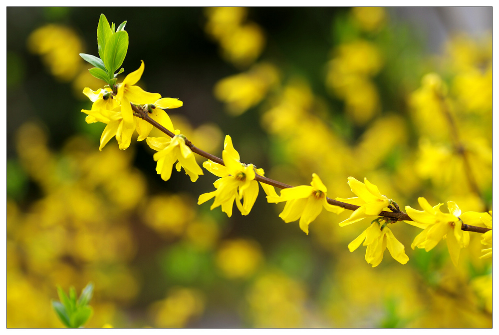 几处早莺争暖树