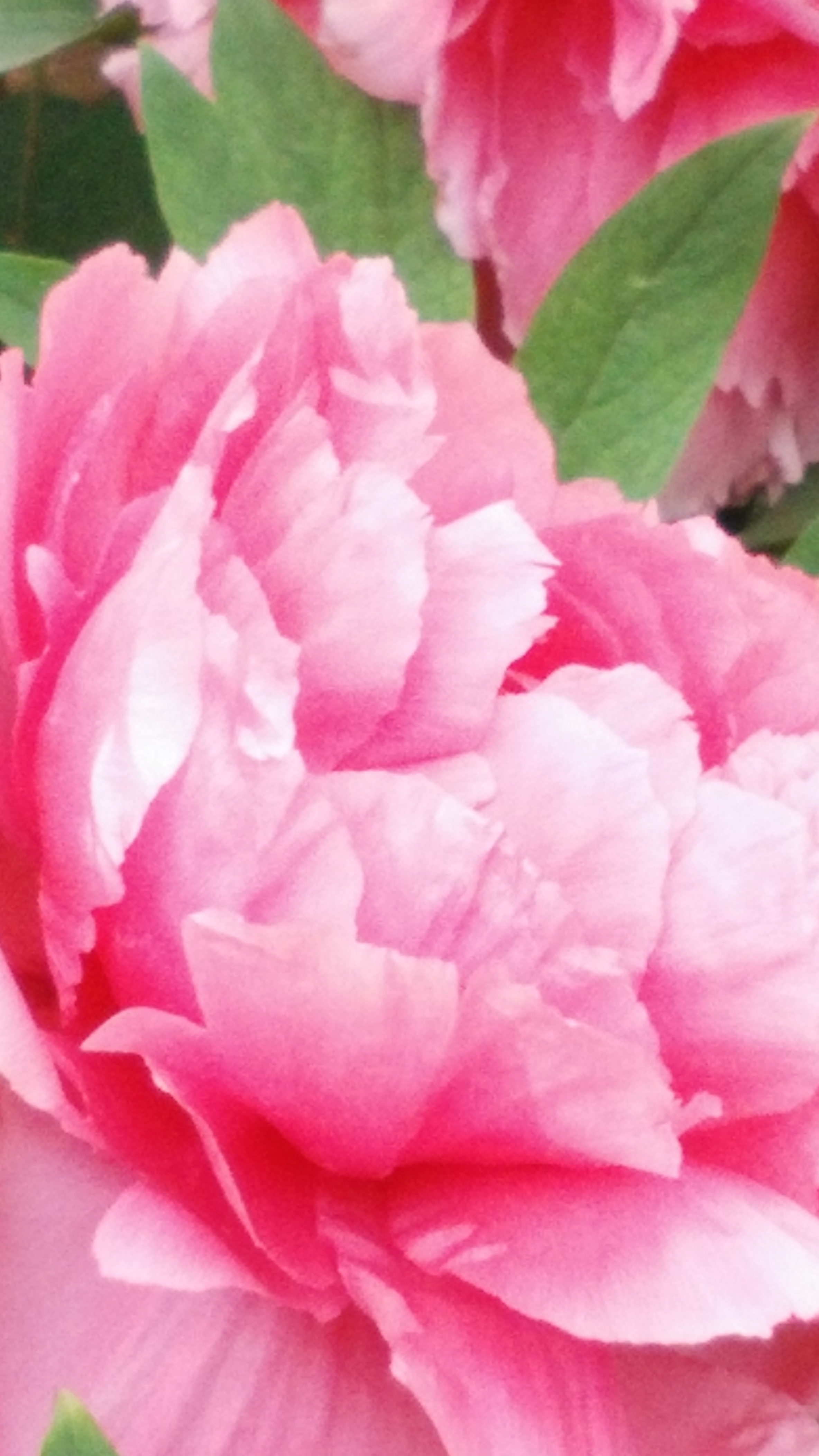 2017游植物园——牡丹园