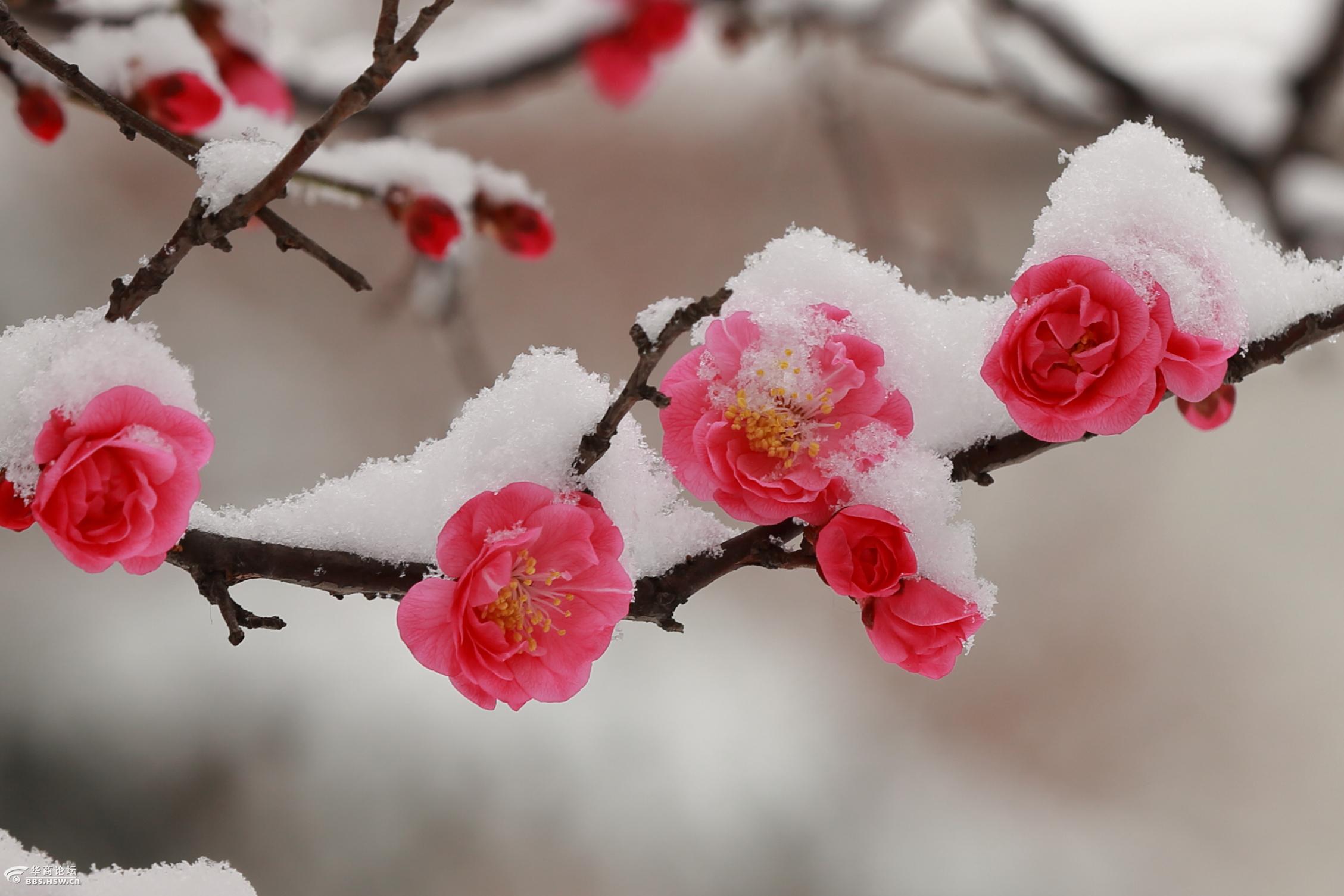 一枝梅花在雪中图片图片