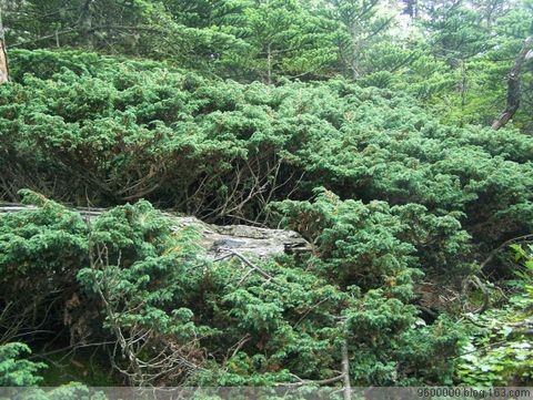 火山岩上爬地松