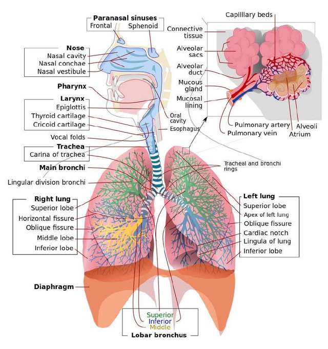 呼吸系统示意图