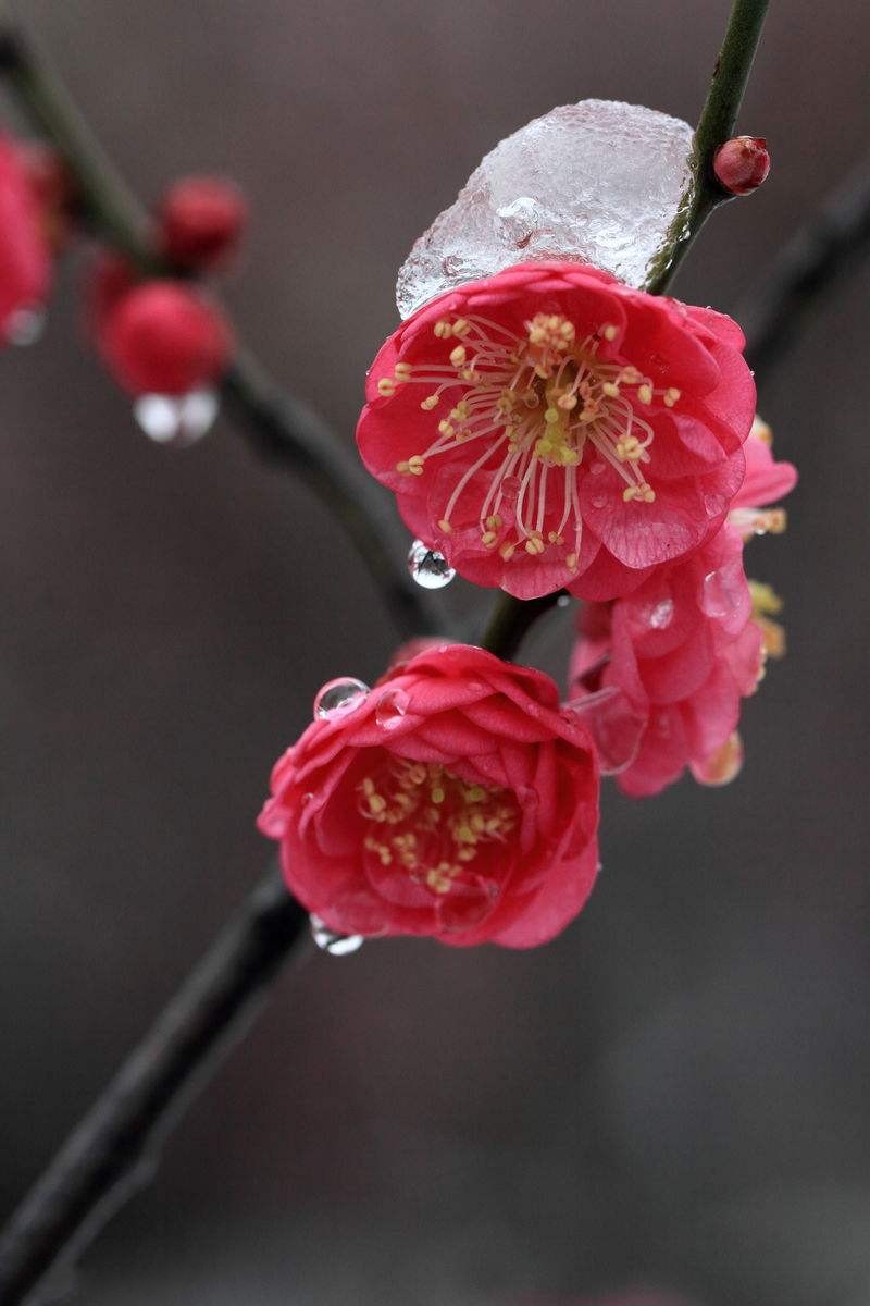 2018最美日历—寒梅傲雪
