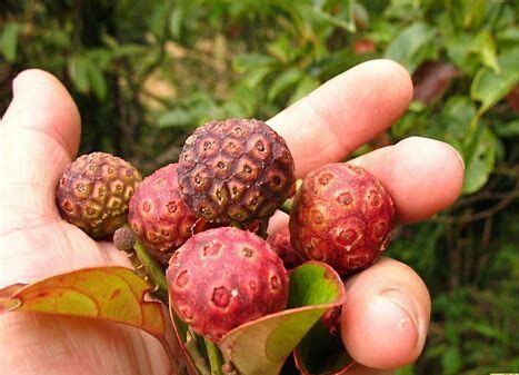 这种柘树的果实大概是在9～10月采摘,据村里的老人讲,柘树的果实清热