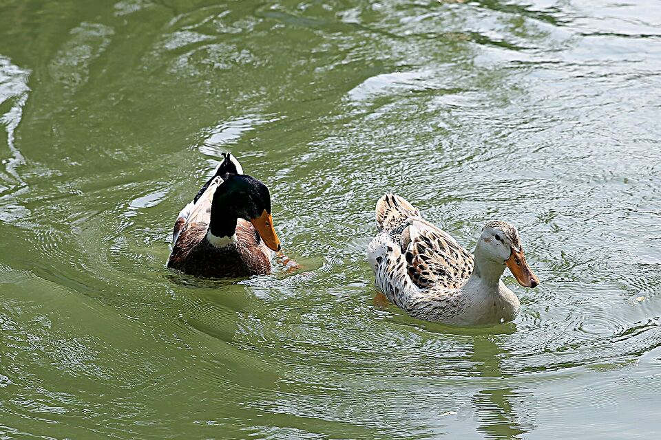 水中的鸭子在戏水,成双成对的出入,春天来了,春姑娘来了,让我们