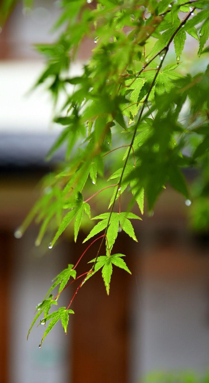 无锡灵山&拈花湾—禅意小镇