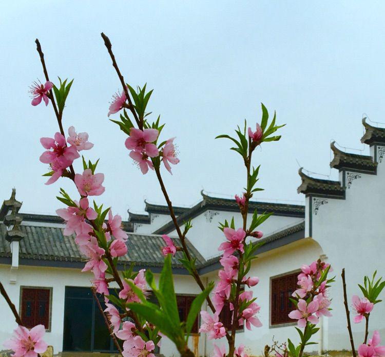 马头墙小青瓦,朵朵桃花盛开在房前.