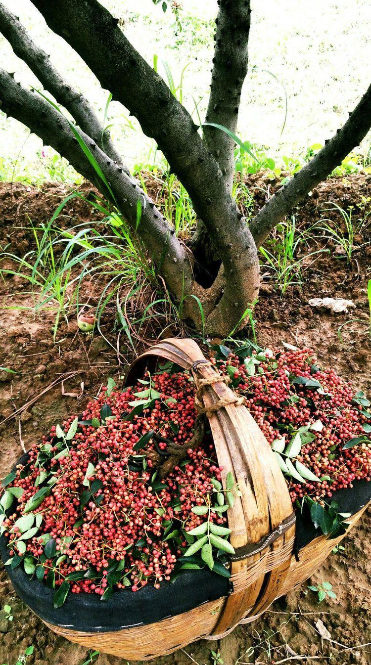 三十多年,怪不得这里的花椒树的树干要比上次在马庄沟见到粗很多呢